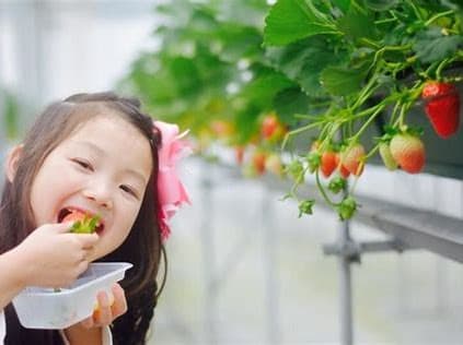 いちご狩り(女の子)